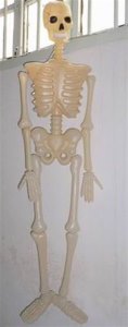 SOLID SKELETON - HP1007268