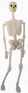 ACOUSTO-OPTIC SOLID SKELETON  - HP1007269