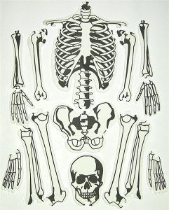 EVA SKELETON PUZZLE 15PCS - HP1011076