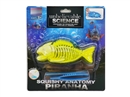 SQUISHY PIRANHA ANATOMY SET